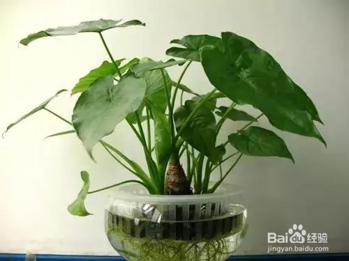 严禁入室的花,看完吓一跳。你家里有么