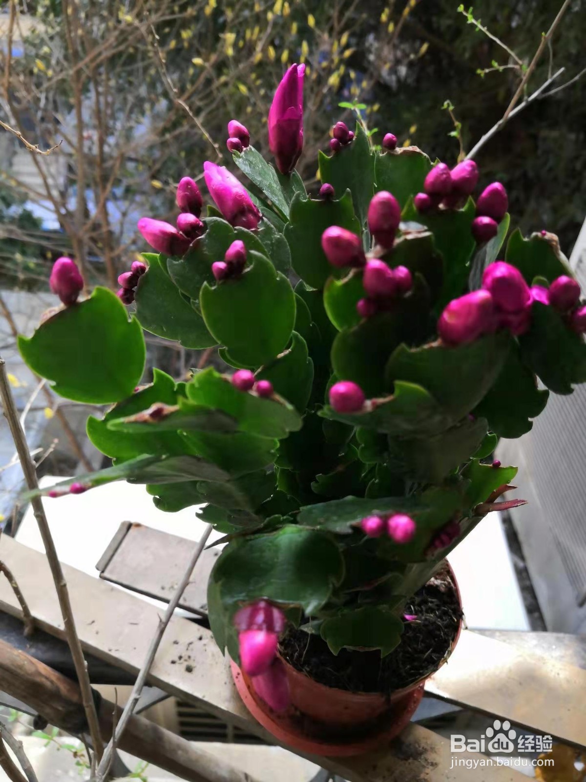 蟹瓜兰花期怎么养护