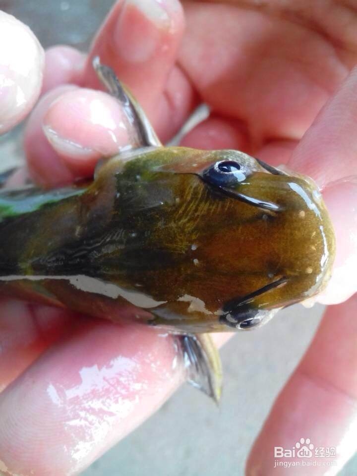 暴雨天气后，我们该怎么样预防鱼病？