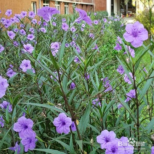 翠芦莉怎样过冬