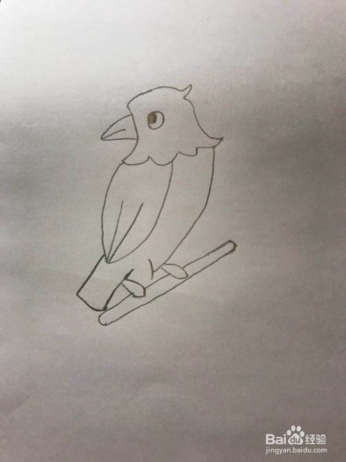 鹦鹉的简笔画的画法