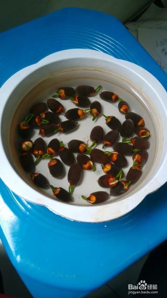 怎样在家种碗莲