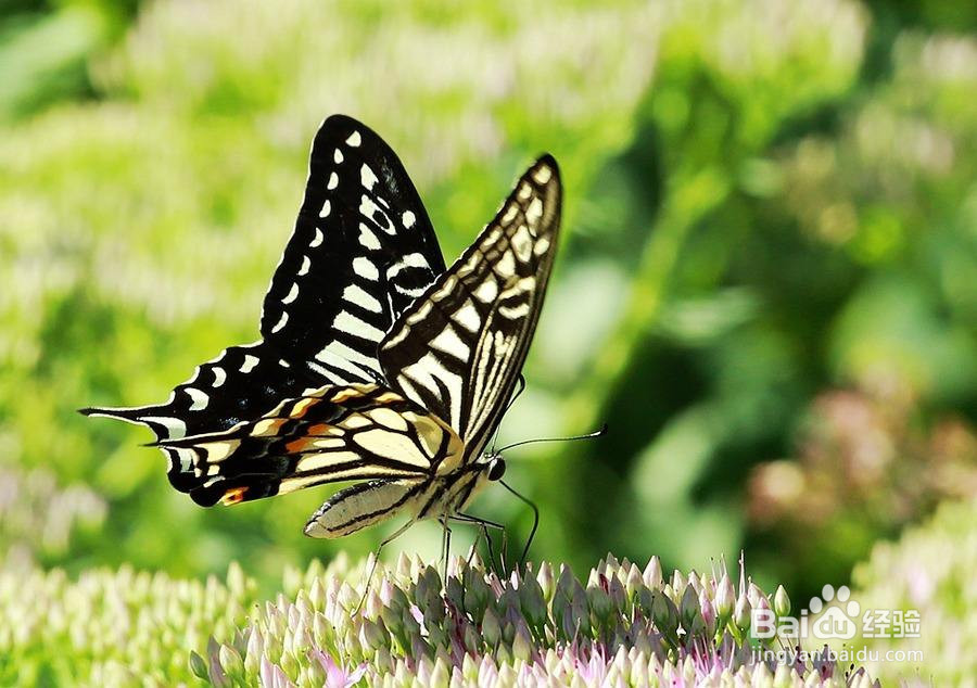 在我们身边,都有哪些常见的蝴蝶?