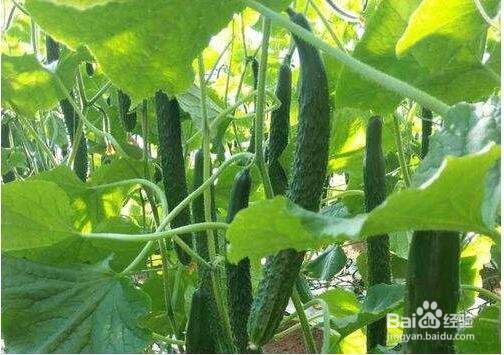 黄瓜低温生理病害及其防治措施