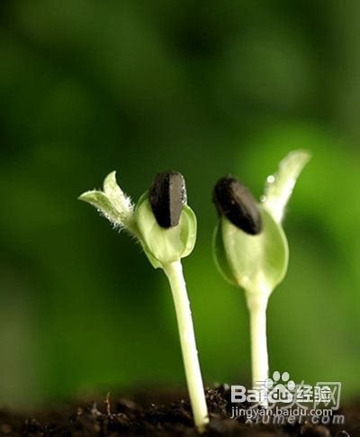 4大超吸脂减肥食物 轻松吸出脂肪