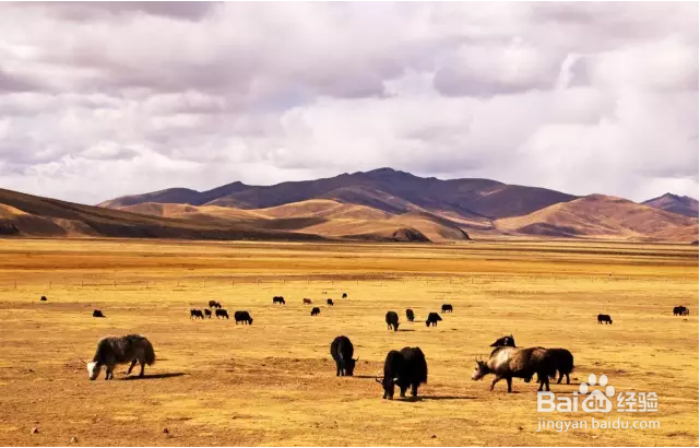 领略川藏线上的美丽风景