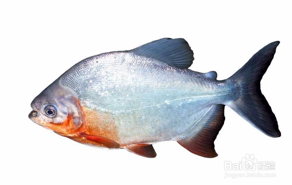 缺少优质活饵,鱼长不好怎么办