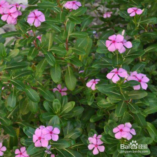 长春花叶子朝下卷的原因和解决方法