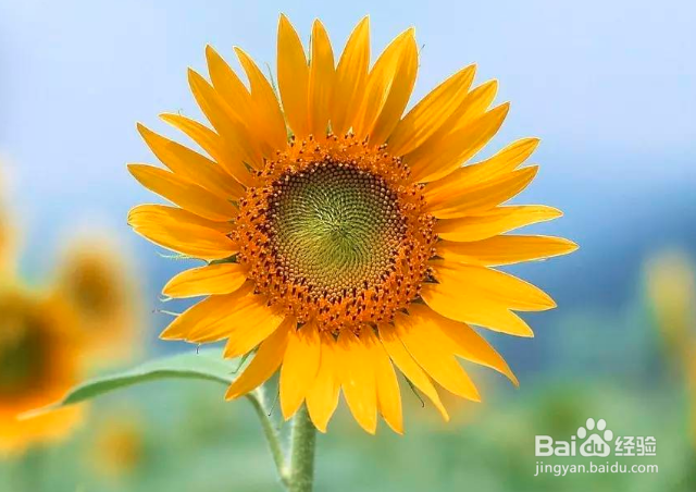 向日葵水养注意事项