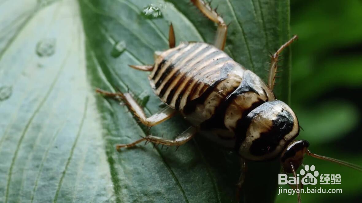 寺庙里如何驱赶蟑螂