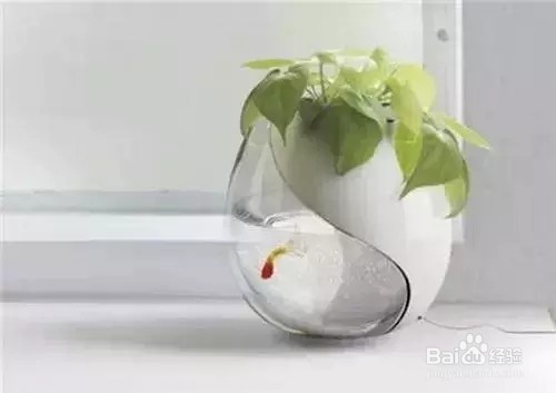 家里的采光条件,适合种什么花