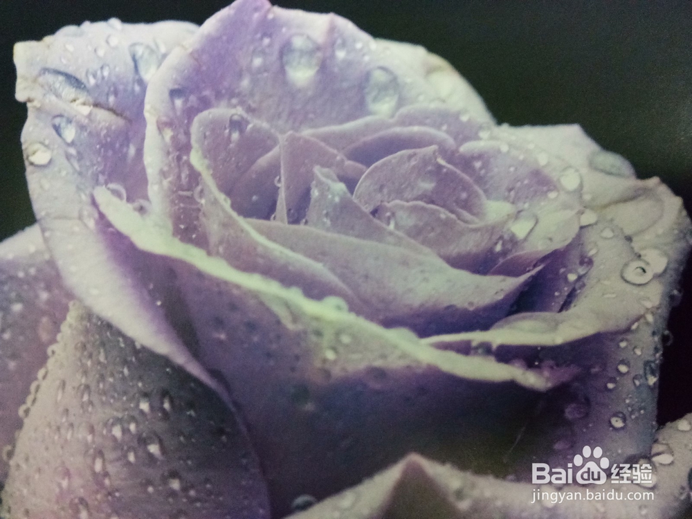 单反花卉的拍摄技巧