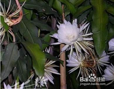 昙花怎么养怎么修剪