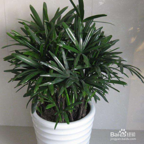 棕竹叶子发黄怎么办