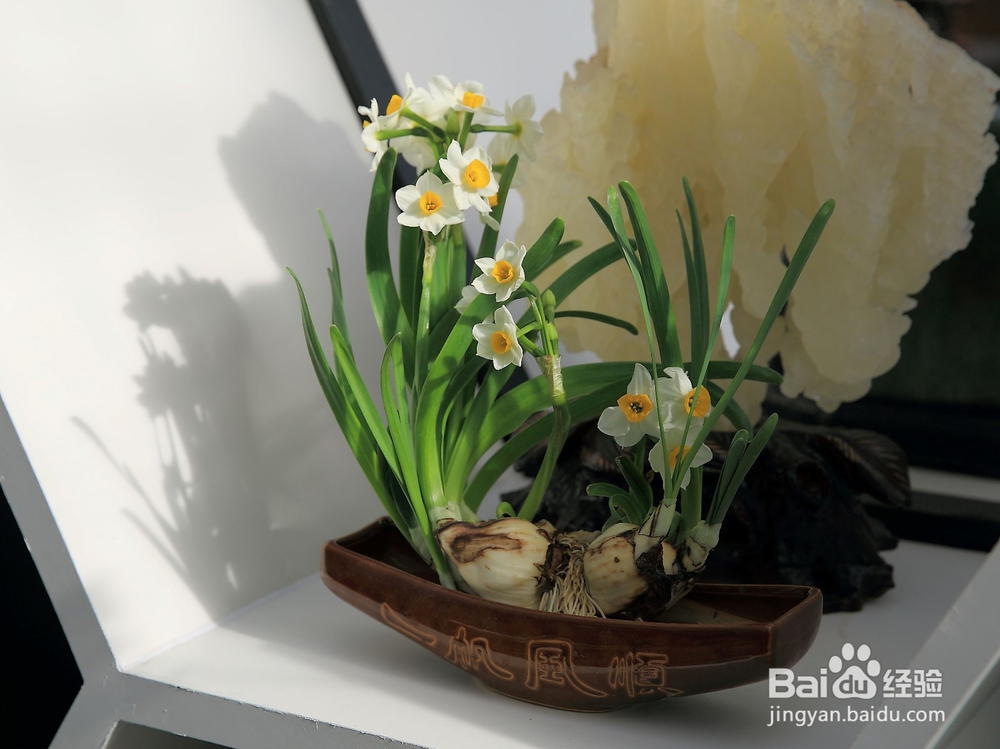 哪些花卉有毒，养植需要谨慎