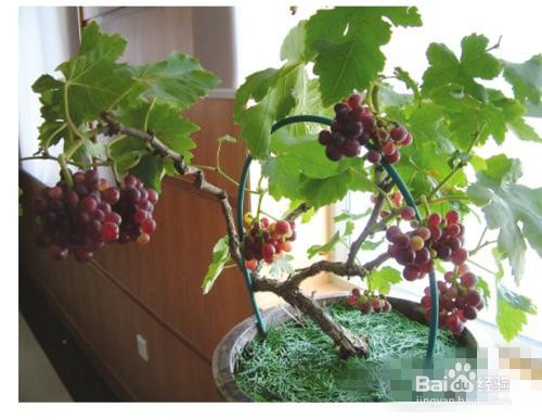 <b>盆栽葡萄怎么种植呢</b>