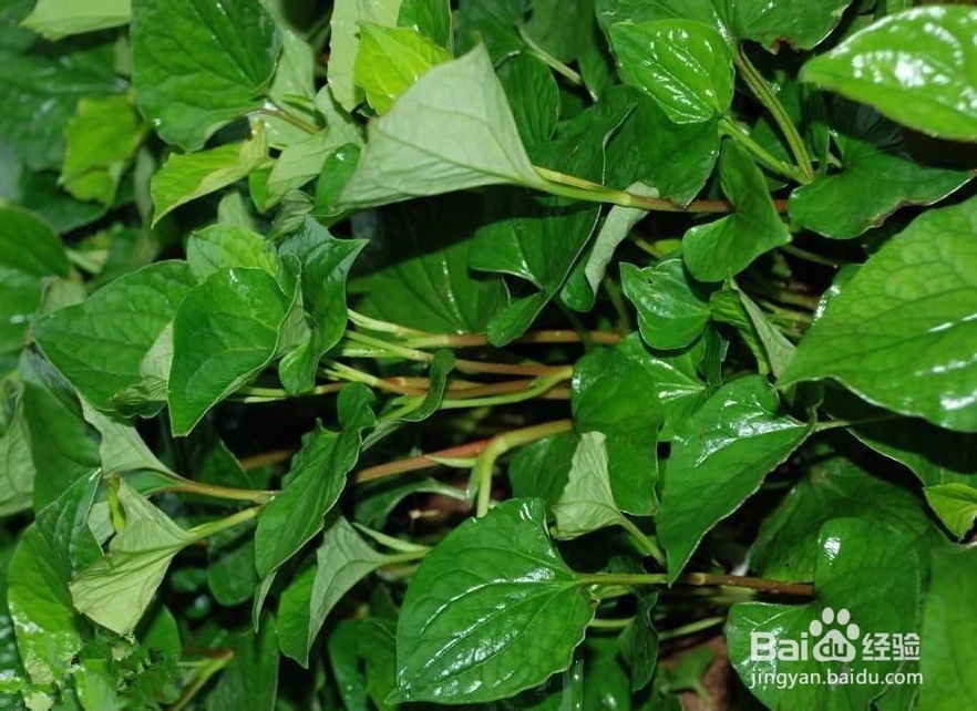 最难吃的五大蔬菜养生功效却很不凡