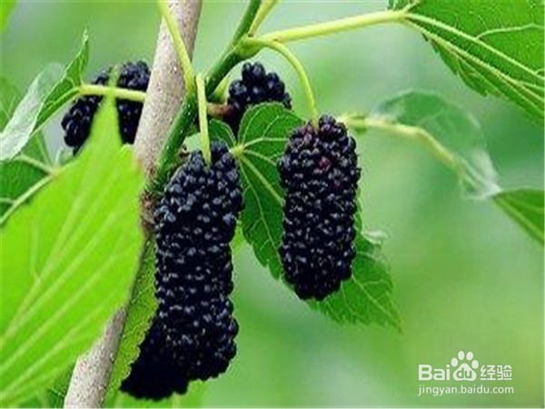 夏季应该吃什么水果