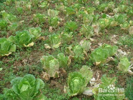 大白菜霜霉病的发生规律及防治技术 百度经验