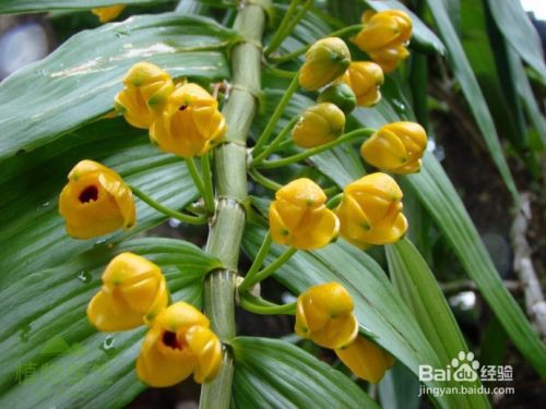 药用石斛兰品种 百度经验