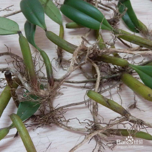 细叶石仙桃的培育方法