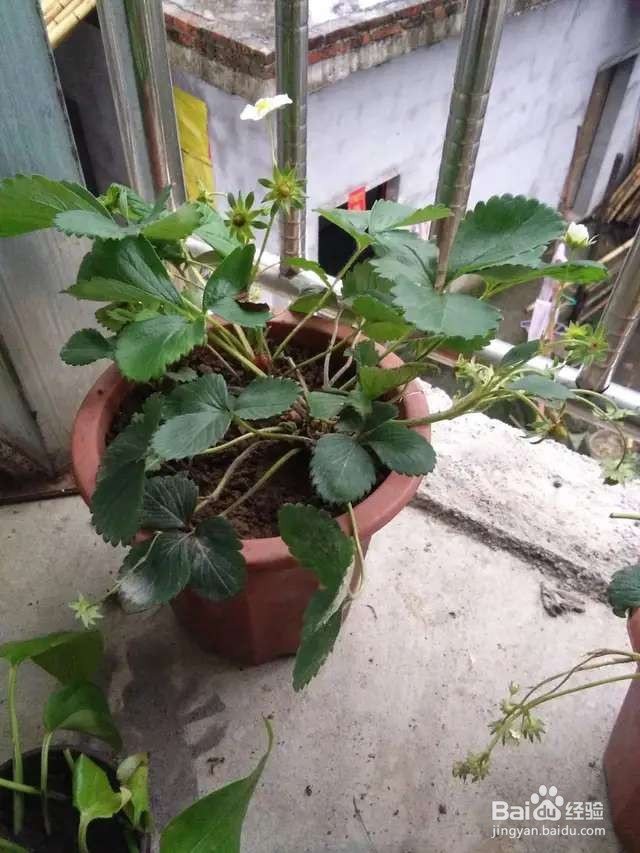 只用1个花盆,草莓长得吃不完