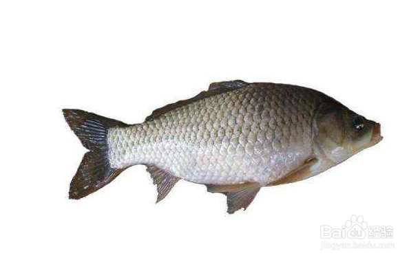 哪些食物多吃可以保护牙齿,护齿食品有哪些?