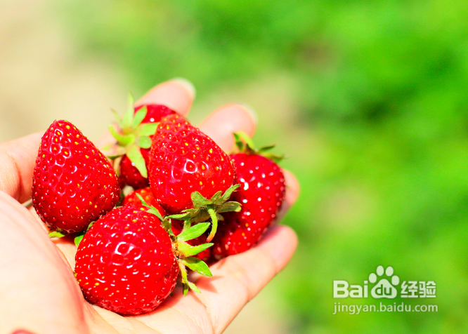 温哥华田园风情草莓采摘(组图)