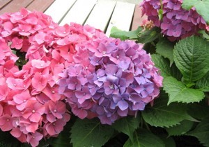 绣球花怎样保养