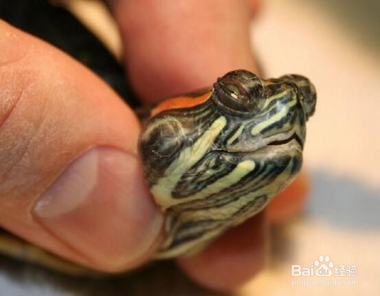 怎样养好一只龟?