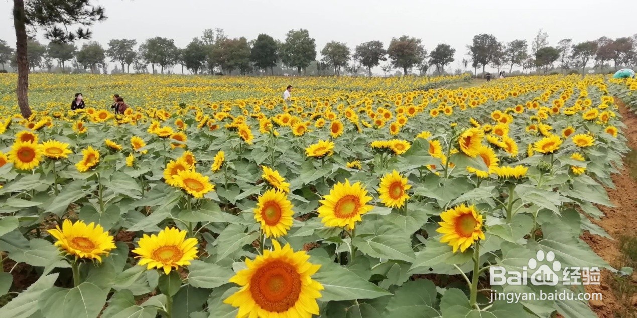 高淳固城湖水慢城一日游攻略