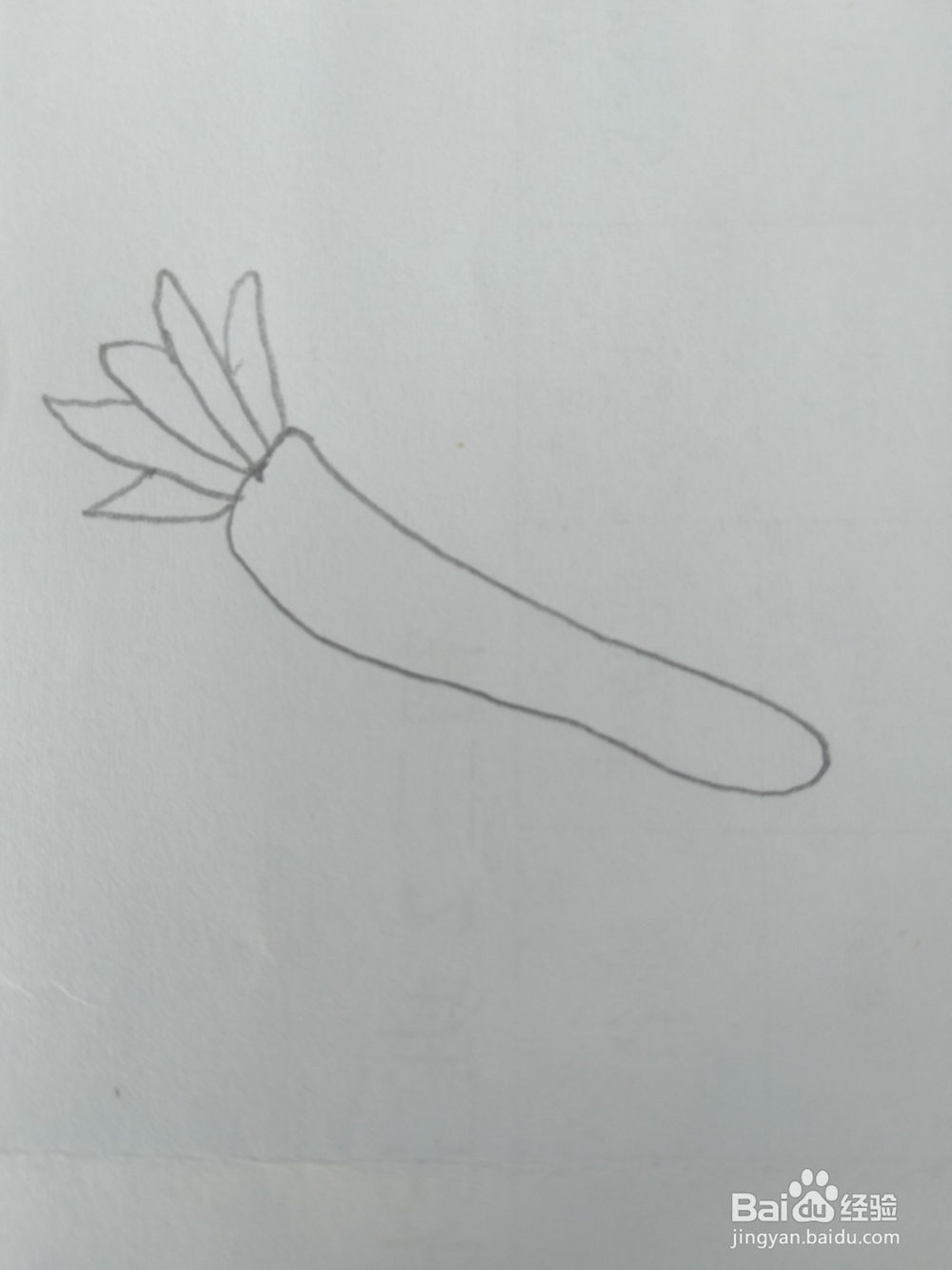 简笔画胡萝卜画法三