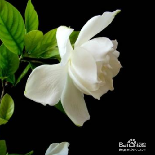 栀子花不开花是怎么回事?