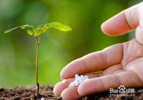 戒掉不良习惯,养花该如何规避风险?