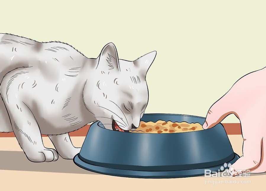 如何让你的猫爱你
