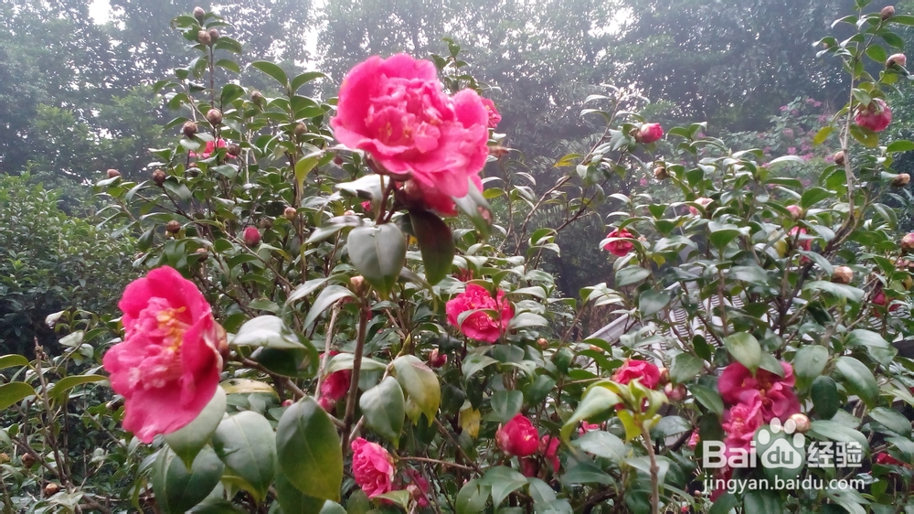 肇庆鼎湖山游记