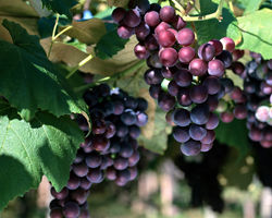 水果排毒与护肤养颜