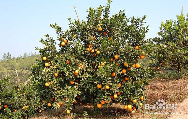橙子膨果增甜的方法和影响橙子膨果的因素有哪些
