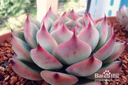 夏季养殖多肉要注意些什么？