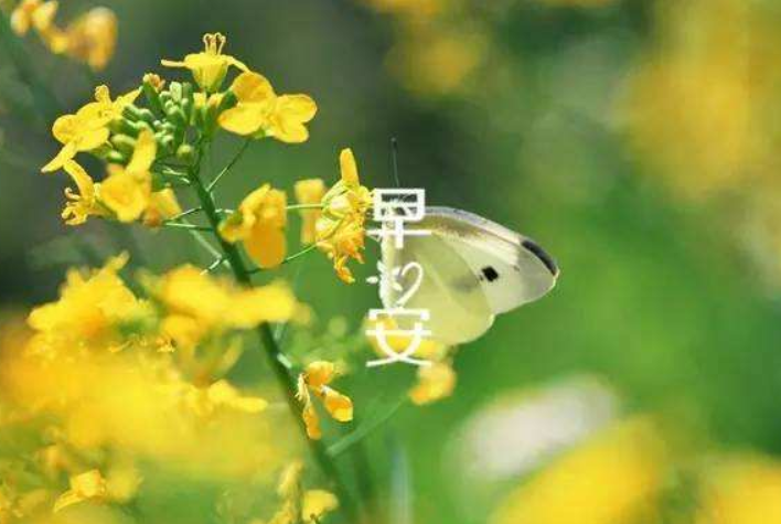 周末早安最简单一句话