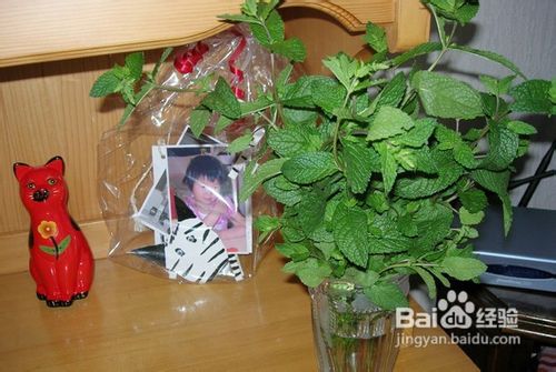 怎样用薄荷自制空气清新剂