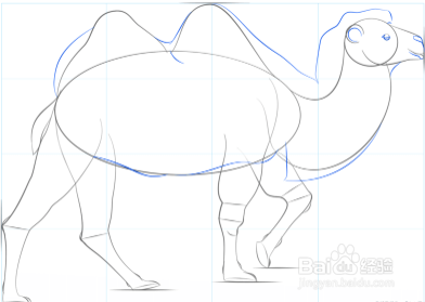 如何画一只骆驼