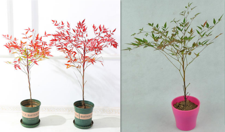 南天竹和红天怎样区别