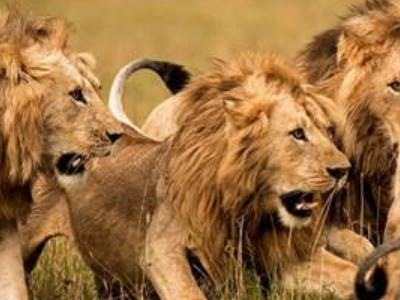 可以捕猎的野生动物有哪些