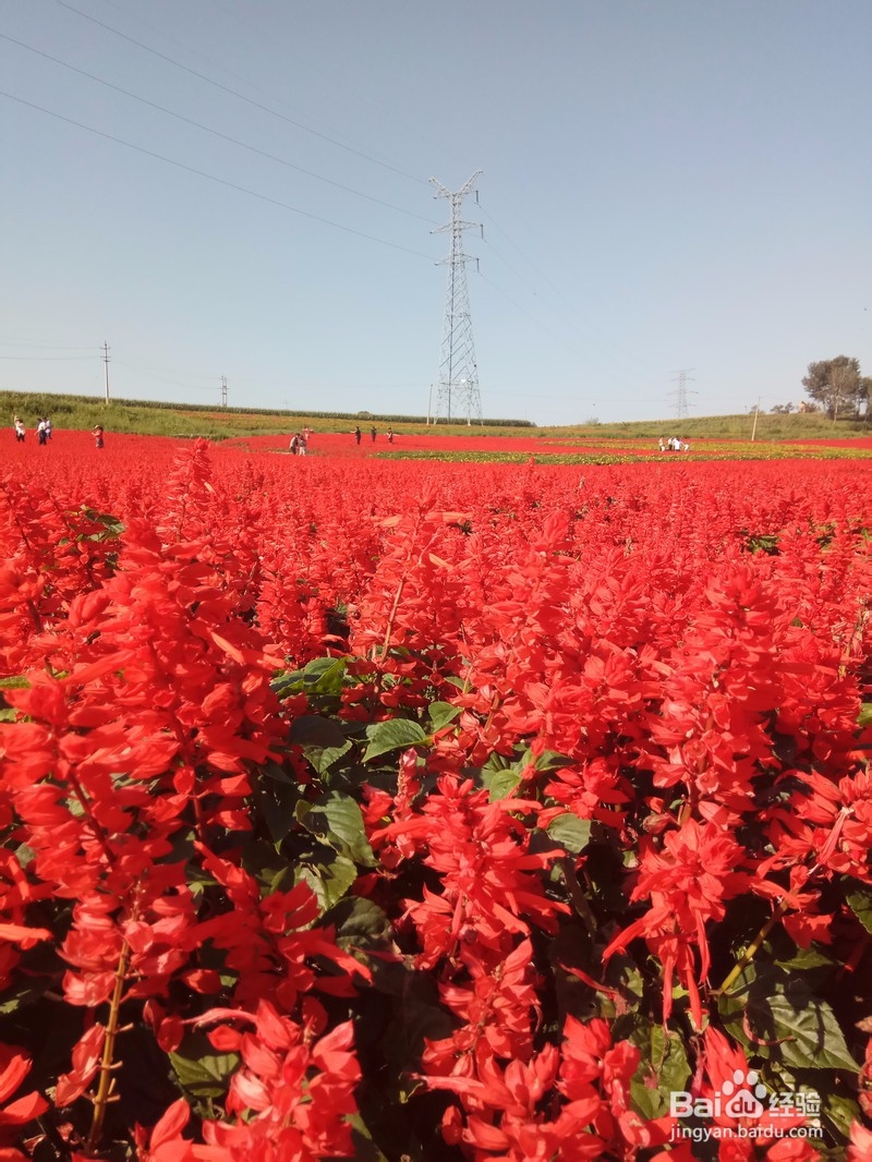 9月 周末 松原市