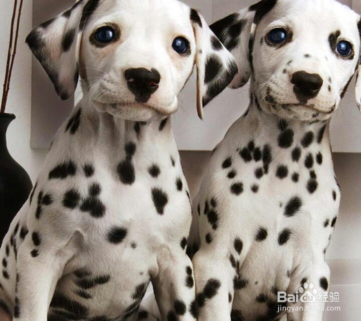 被动物咬伤或抓伤怎么办?