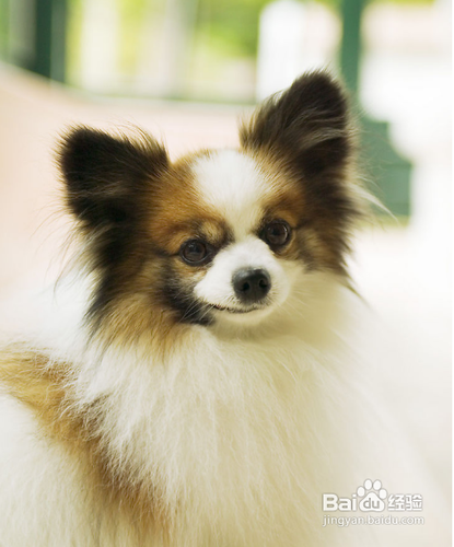 狗狗得了犬瘟怎么办