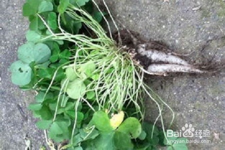 酢浆草的养殖方法和注意事项