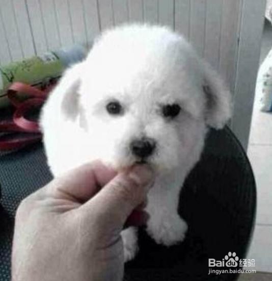 狗狗身上起螨虫用什么药?