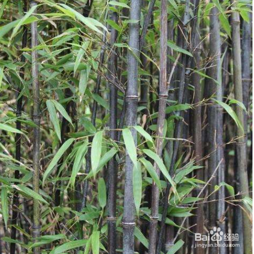 紫竹黄叶的原因和解决办法有哪些？